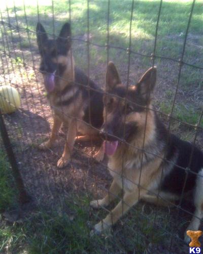 German Shepherd Puppies in TX