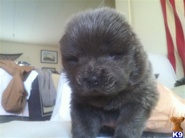 Chow Chow Puppies