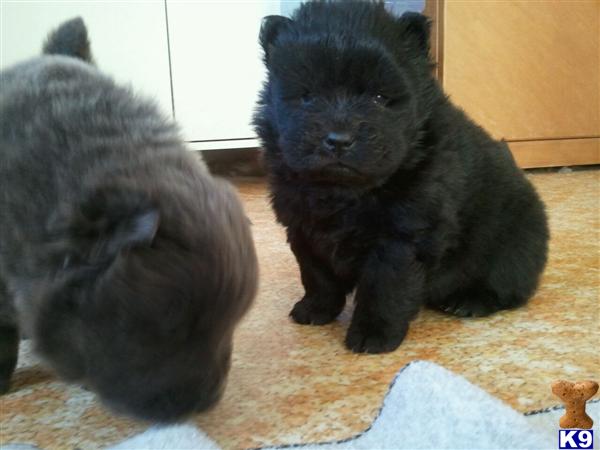 Chow Chow Puppies