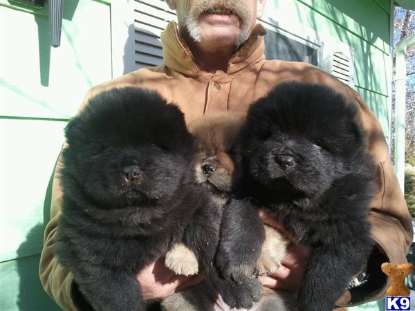 Chow Chow Puppies