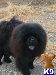 Chow Chow Puppies