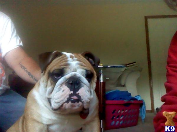 Stud Dogs in IN