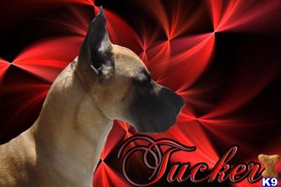 Stud Dogs - Great Dane