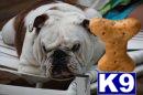 Stud Dogs - English Bulldog