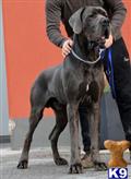 Great Dane