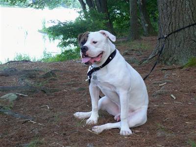 Stud Dogs in PA