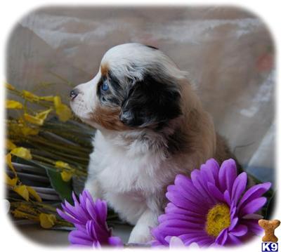 Australian Shepherd Puppies for Sale