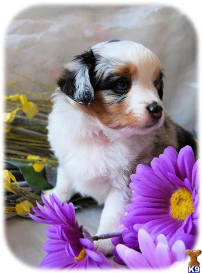 Miniature Australian Shepherd Puppies for Sale