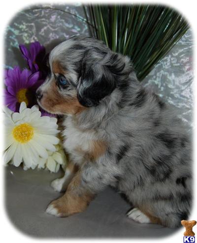 Miniature Australian Shepherd Puppies for Sale