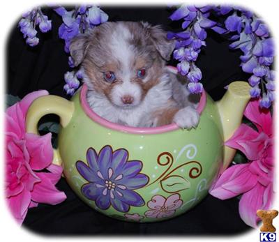 Miniature Australian Shepherd Puppies for Sale