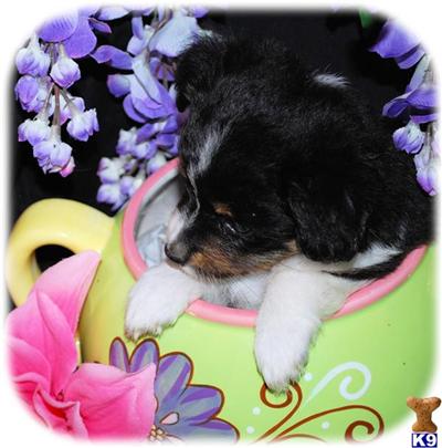 Miniature Australian Shepherd Puppies for Sale