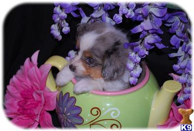 Miniature Australian Shepherd Puppies for Sale