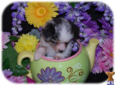 Miniature Australian Shepherd Puppies for Sale