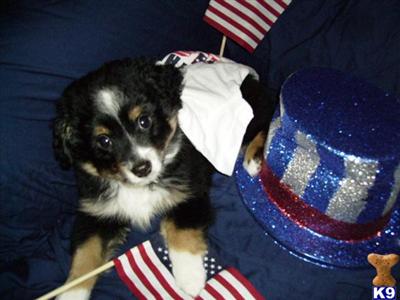 Miniature Australian Shepherd Puppies for Sale