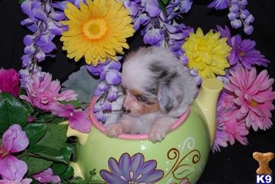 Australian Shepherd Puppies for Sale