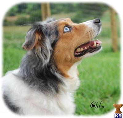 Australian Shepherd Puppies for Sale
