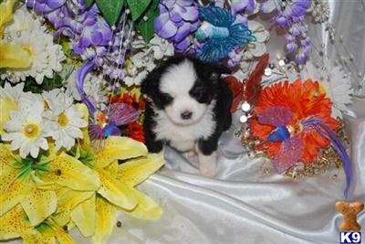 Australian Shepherd Puppies for Sale