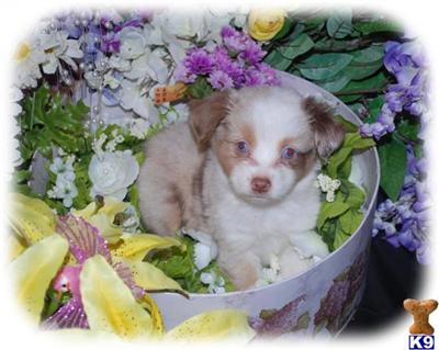 Australian Shepherd Puppies for Sale