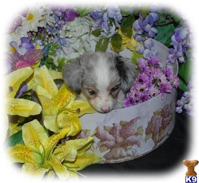 Australian Shepherd Puppies for Sale