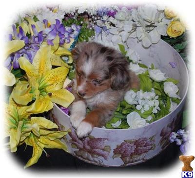 Miniature Australian Shepherd Puppies for Sale
