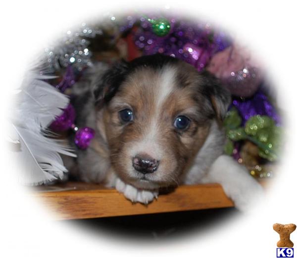Miniature Australian Shepherd Puppies