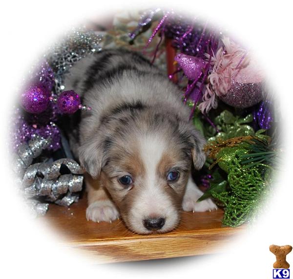 Miniature Australian Shepherd Puppies