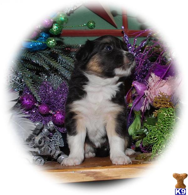 Miniature Australian Shepherd Puppies