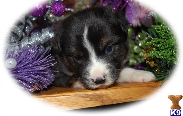 Dogs - Miniature Australian Shepherd