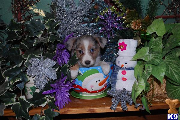 Miniature Australian Shepherd Puppies