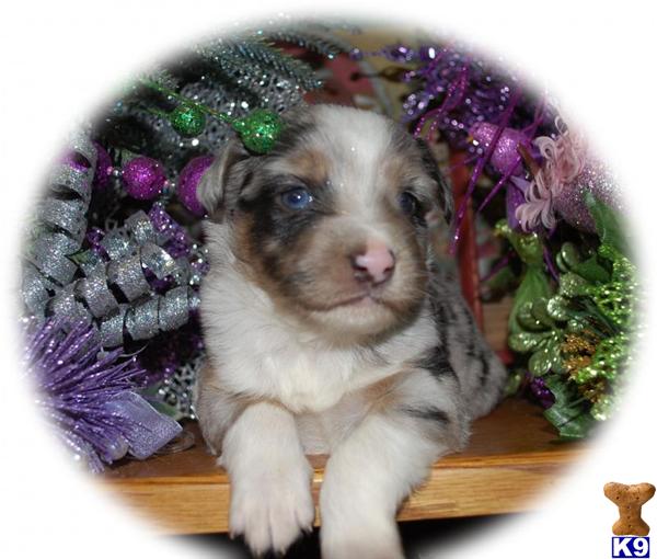 Miniature Australian Shepherd Puppies