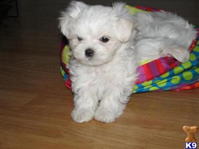 Puppies in OR