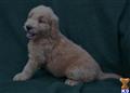 Goldendoodles