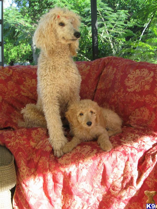 Stud Dogs - Poodle