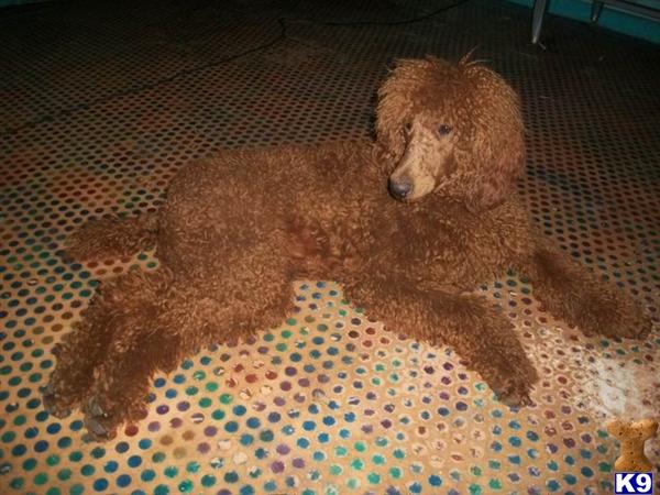 Stud Dogs - Poodle
