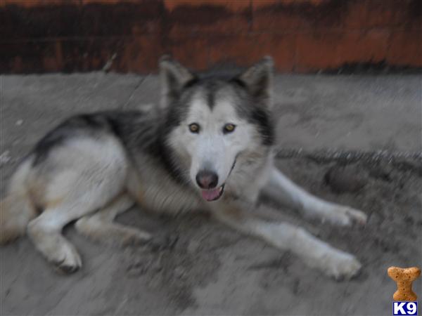 Stud Dogs - Wolf Dog