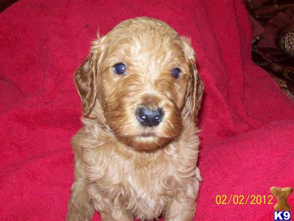 Goldendoodles Puppies