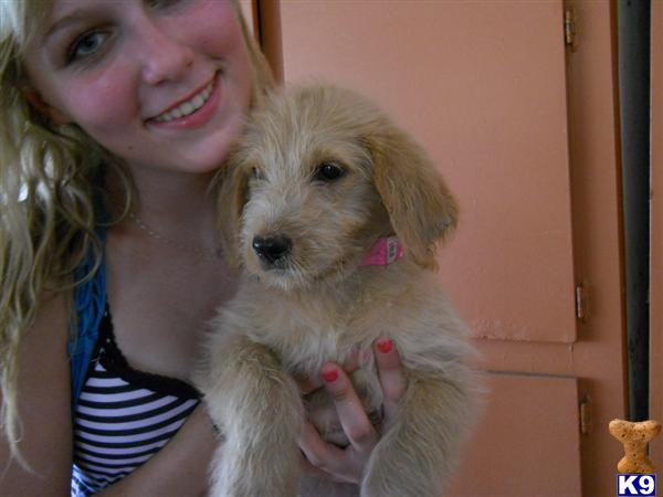 labradoodles puppies for sale. Labradoodle Puppies in FL