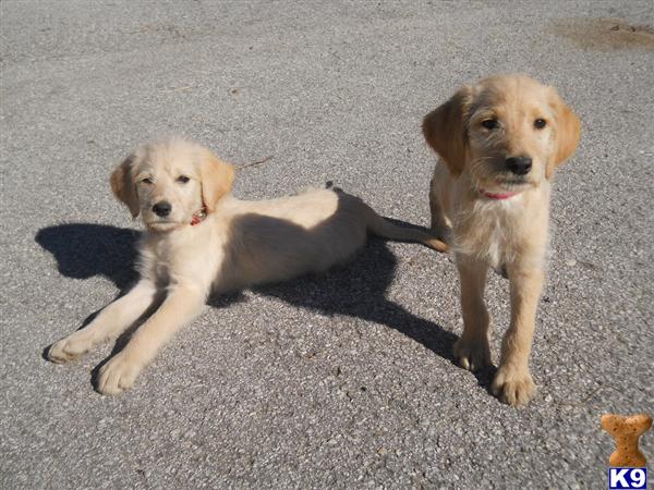 Labradoodle Puppies