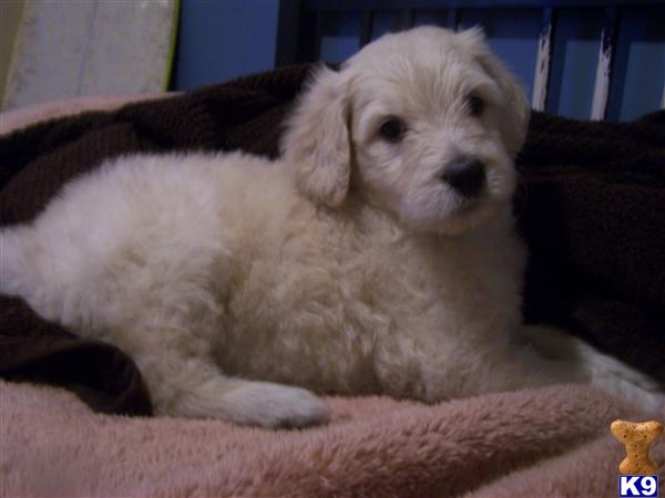 Labradoodle Puppies