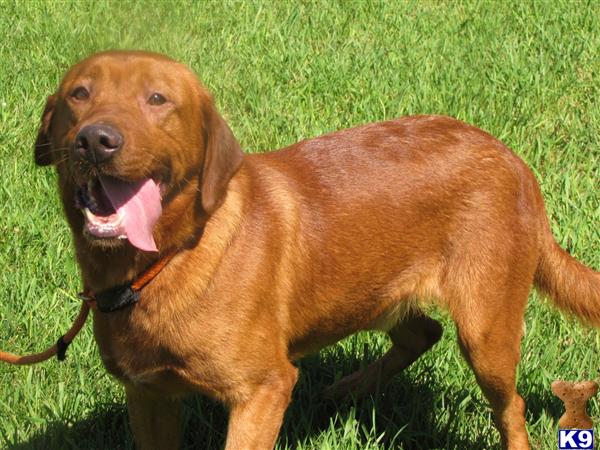 Stud Dogs in FL