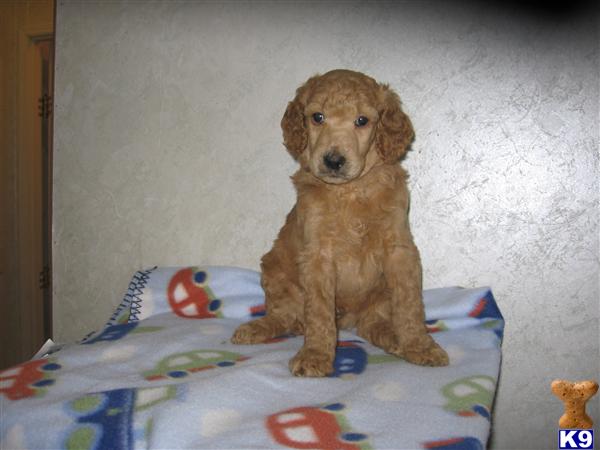 Poodle Puppies