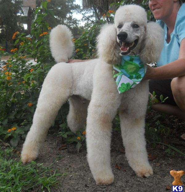 Stud Dogs - Poodle