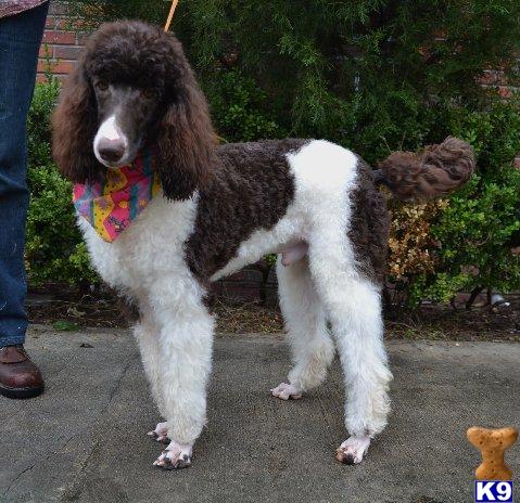 Stud Dogs - Poodle