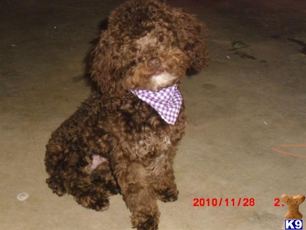 Dogs for Sale in KY