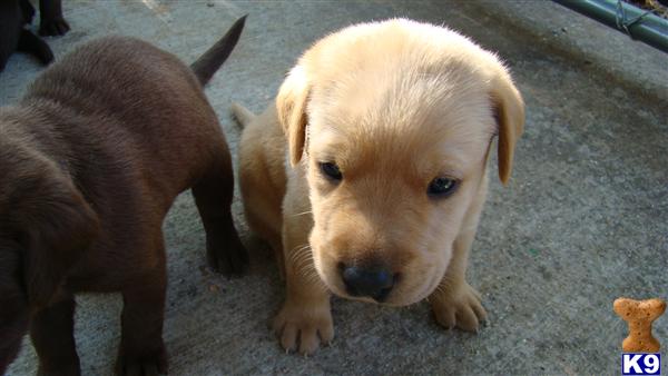 Puppies in TX