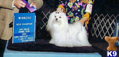 Stud Dogs - Maltese