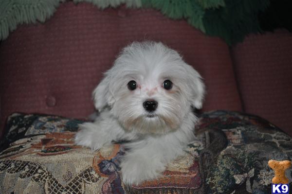 Stud Dogs - Maltese