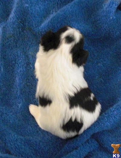 Yorkshire Terrier Puppies for Sale