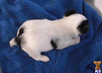 Yorkshire Terrier Puppies for Sale