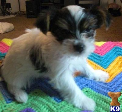 Puppies in Atoka